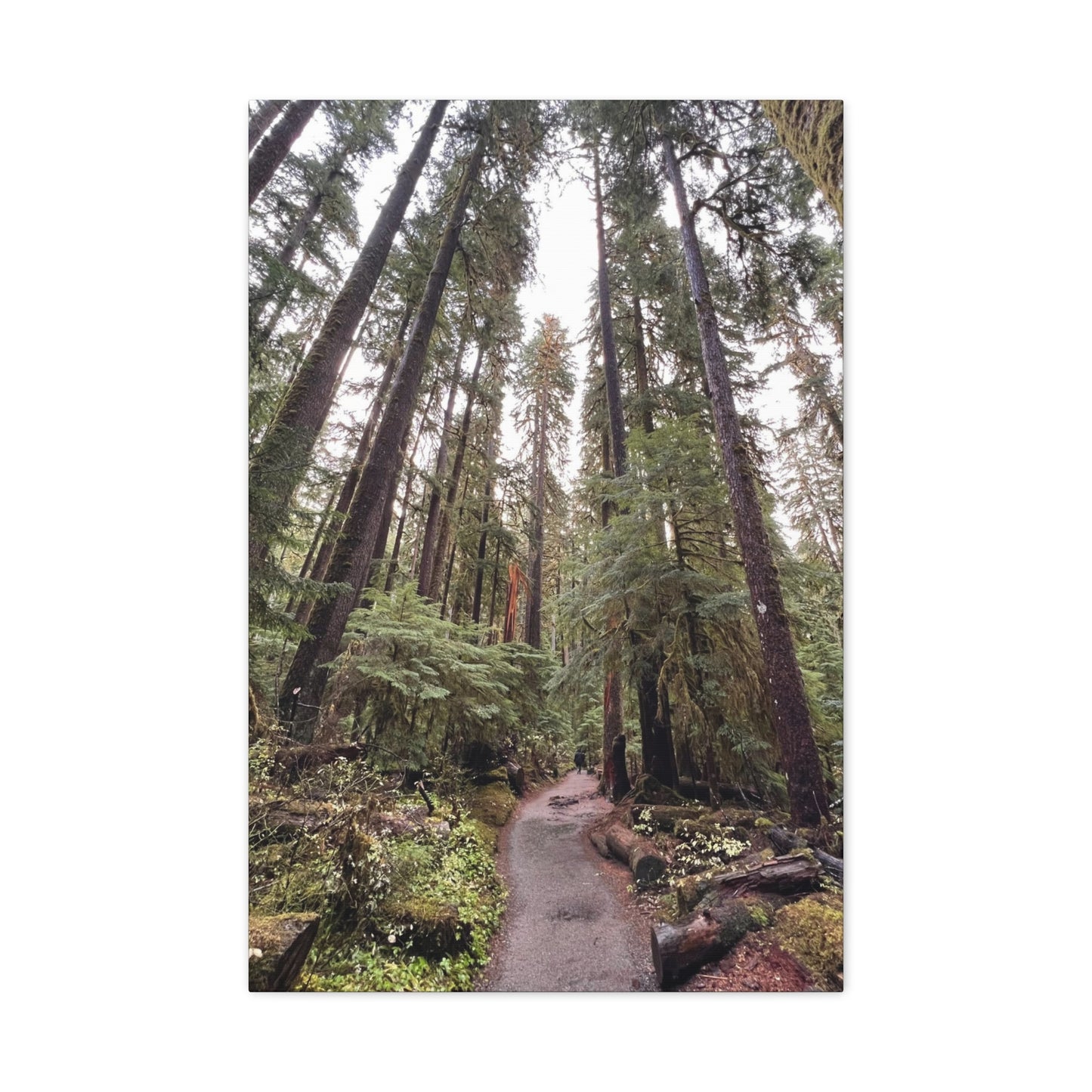 Sol Duc Forest | Wall Art