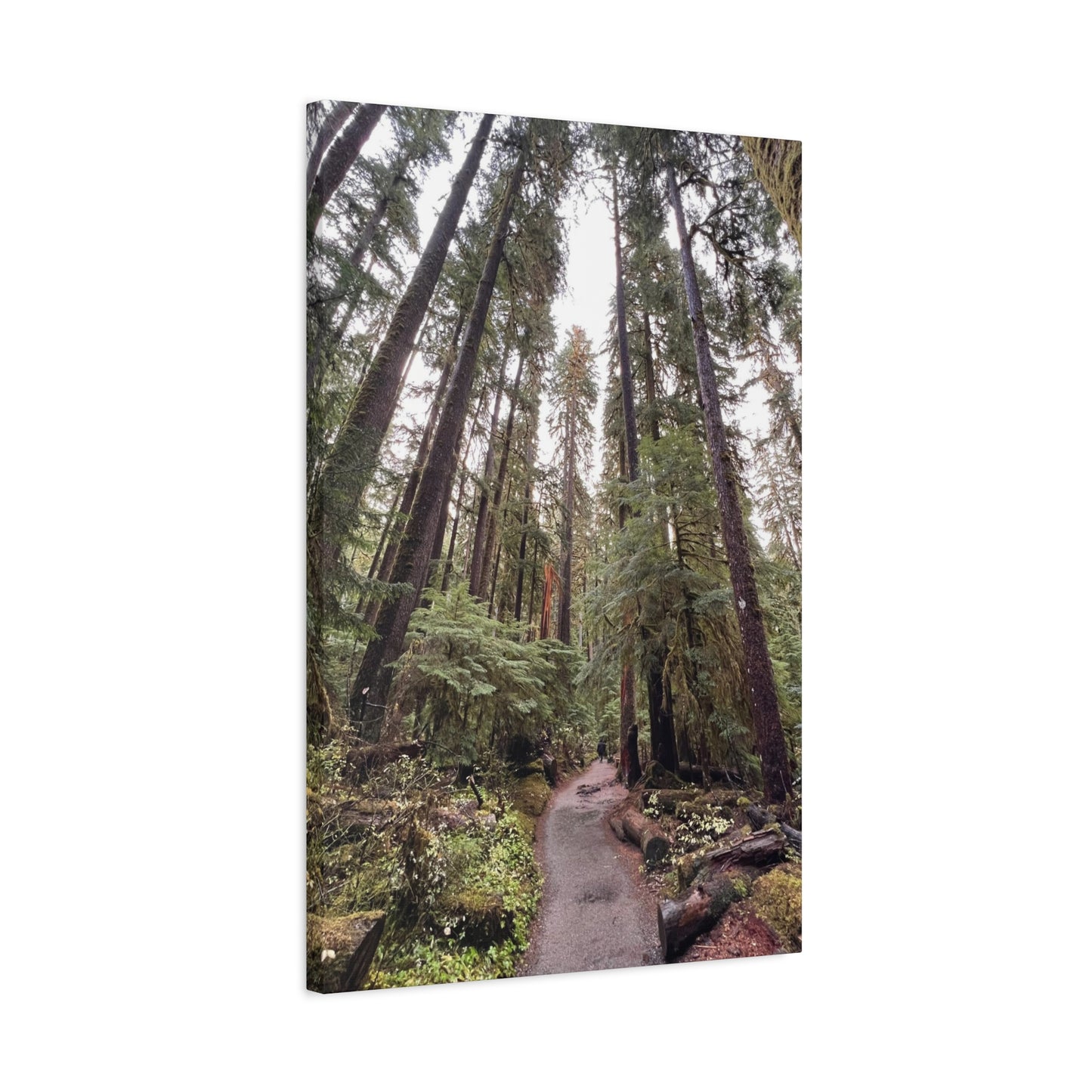 Sol Duc Forest | Wall Art