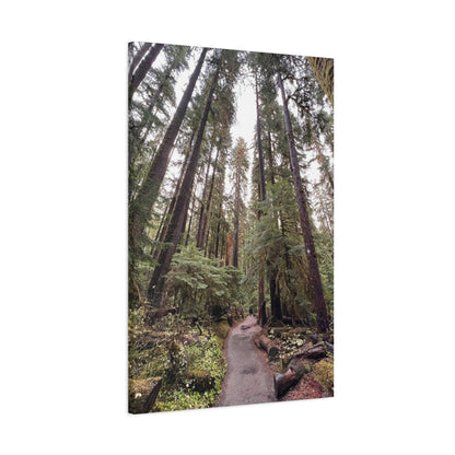 Sol Duc Forest | Wall Art