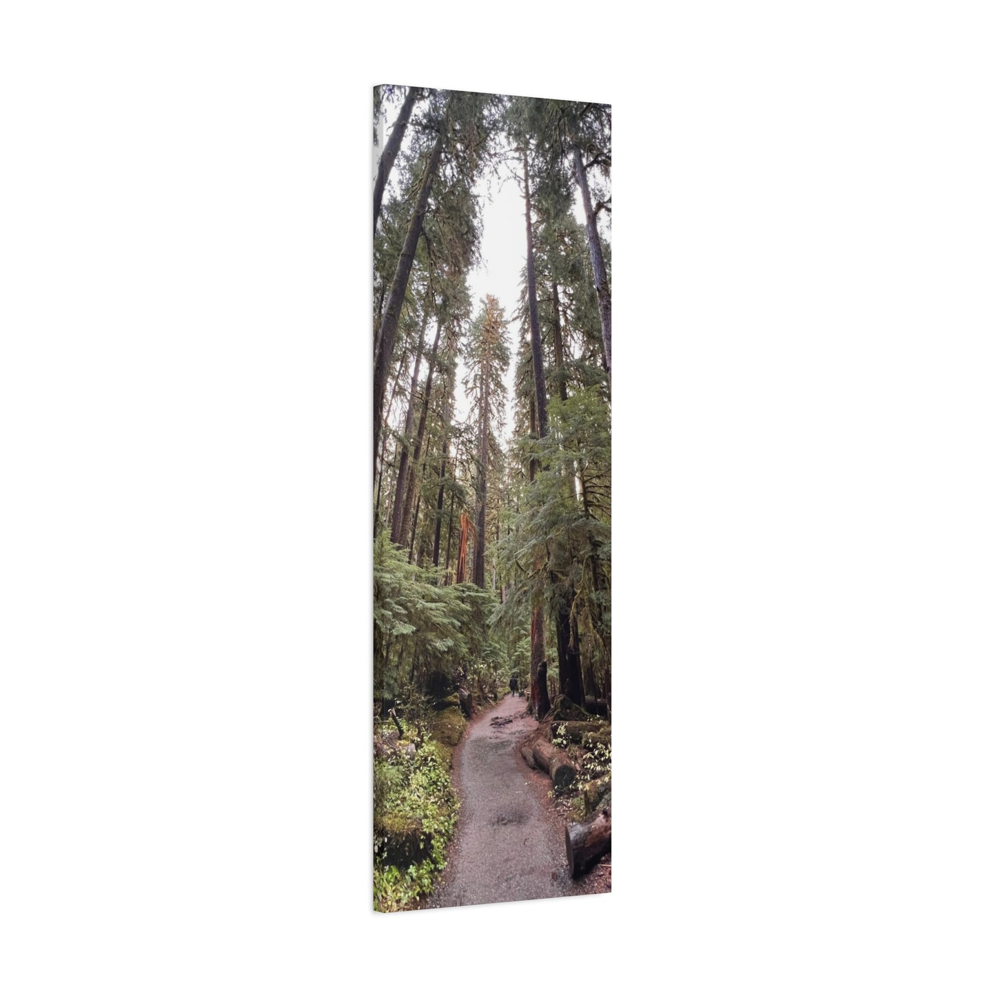 Sol Duc Forest | Wall Art