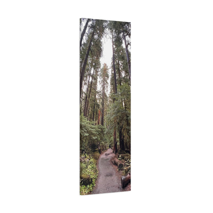 Sol Duc Forest | Wall Art