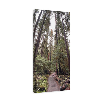 Sol Duc Forest | Wall Art