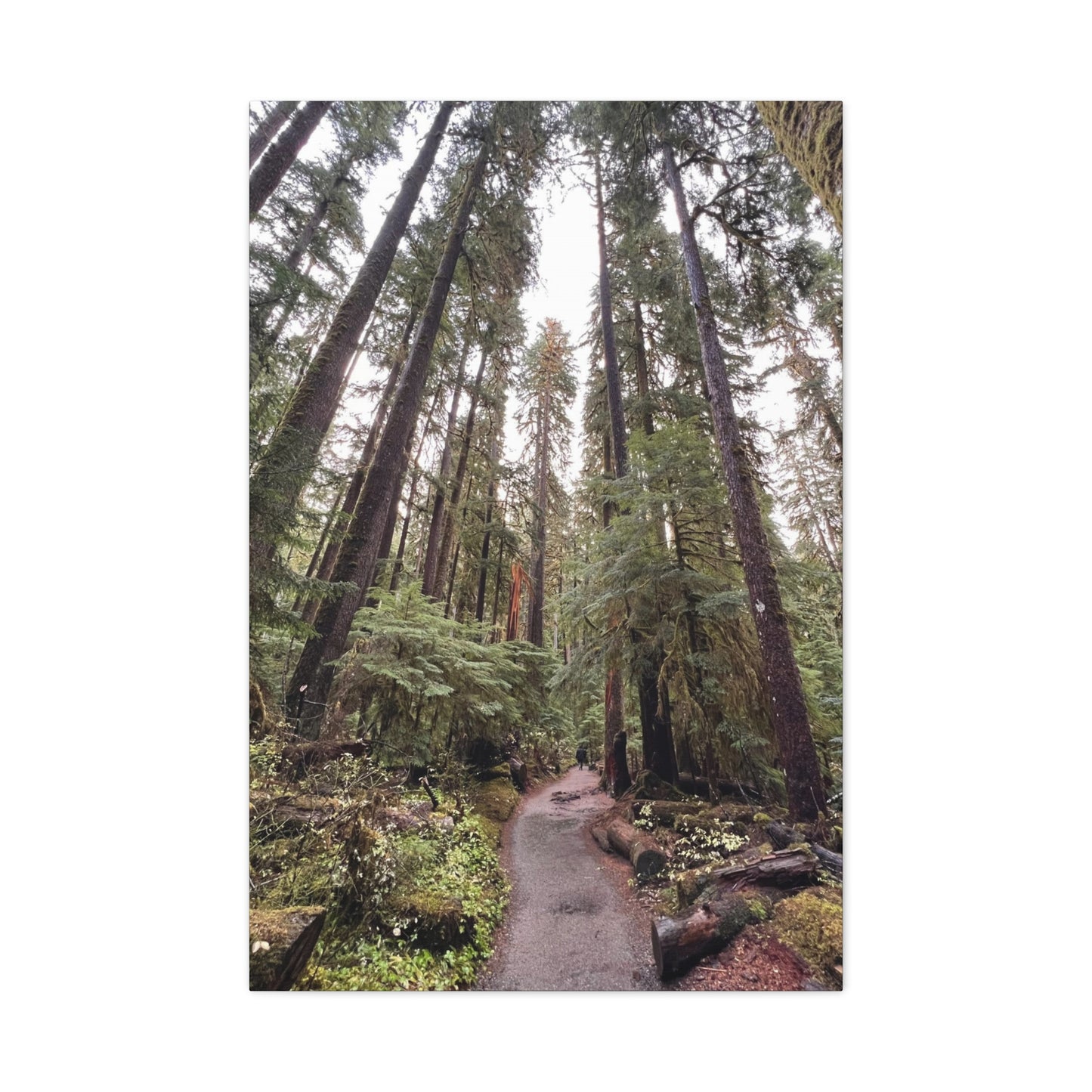 Sol Duc Forest | Wall Art