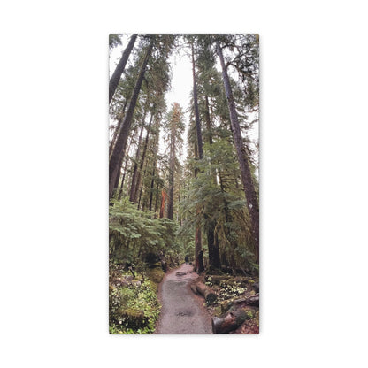 Sol Duc Forest | Wall Art