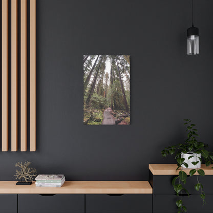 Sol Duc Forest | Wall Art