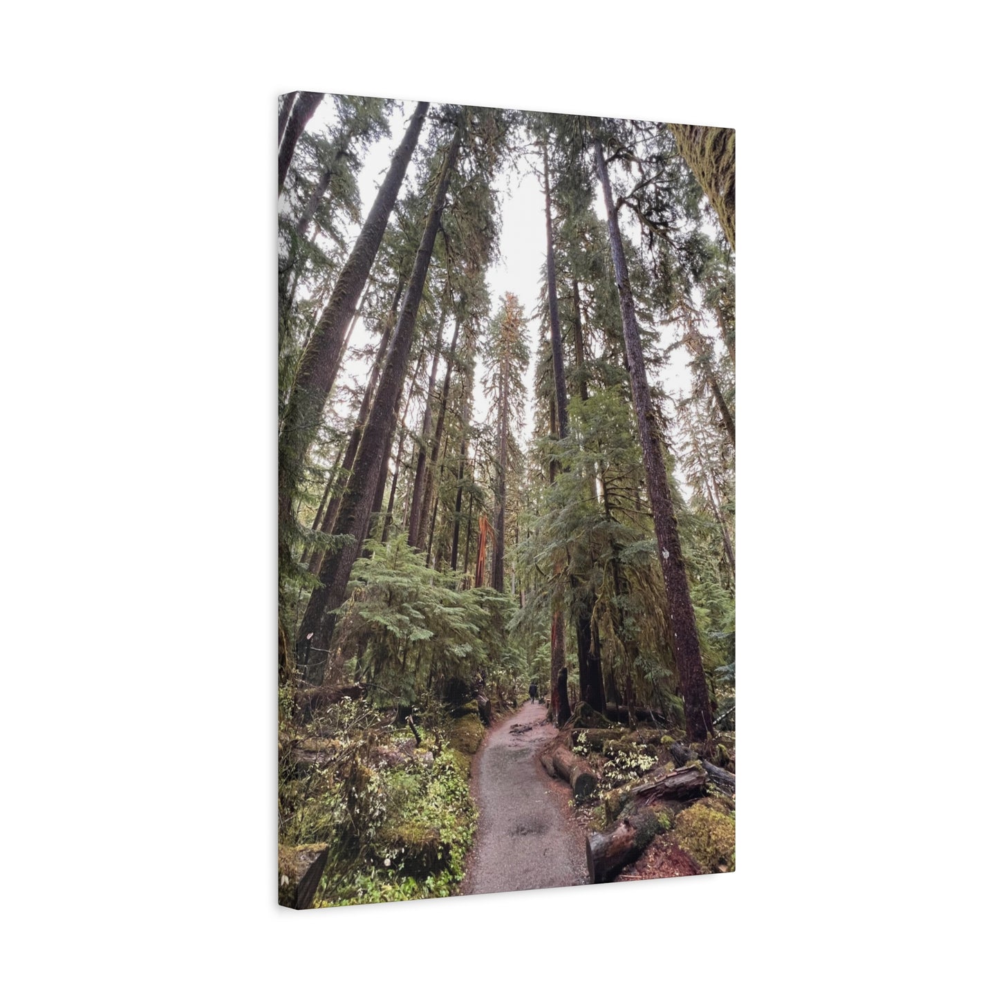 Sol Duc Forest | Wall Art