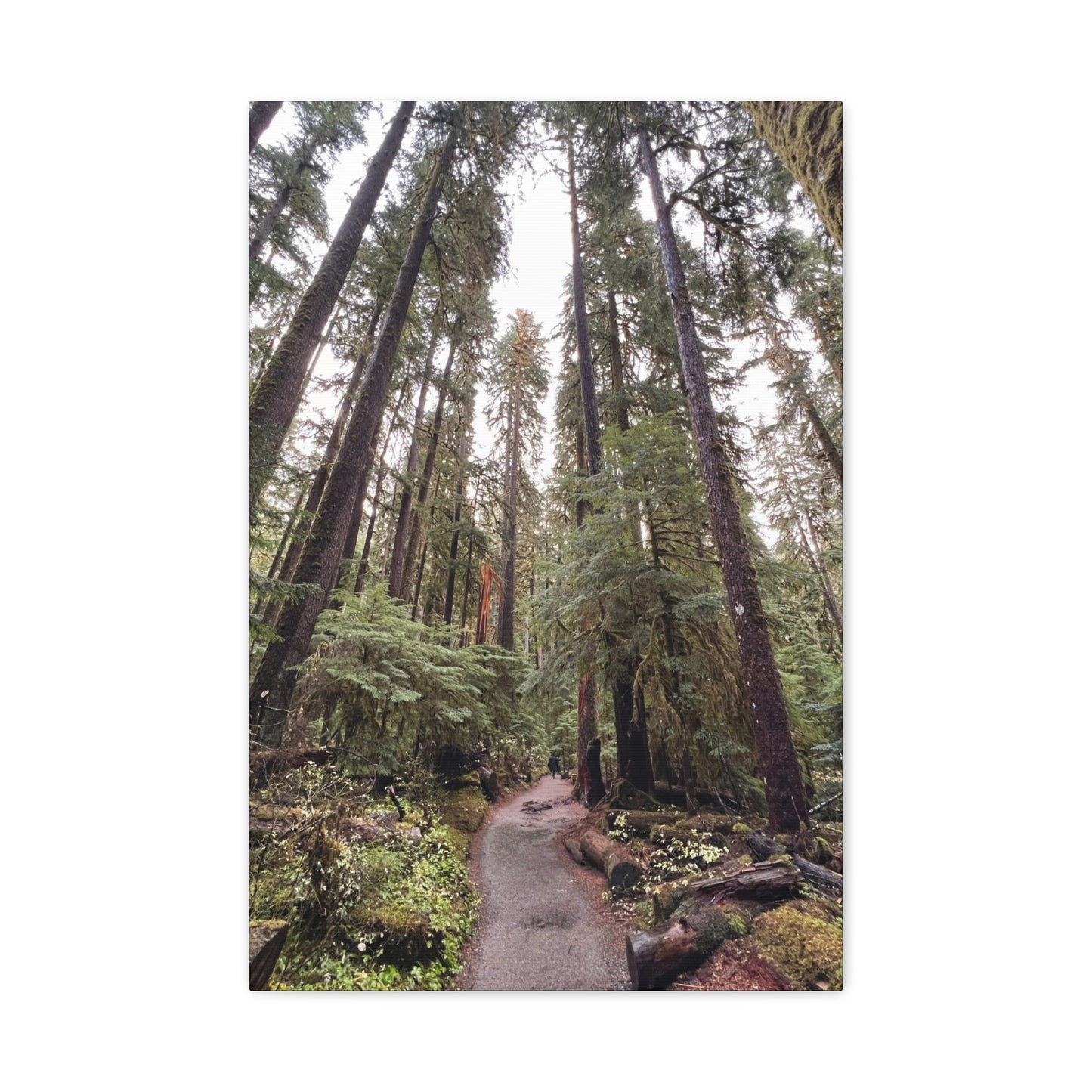 Sol Duc Forest | Wall Art