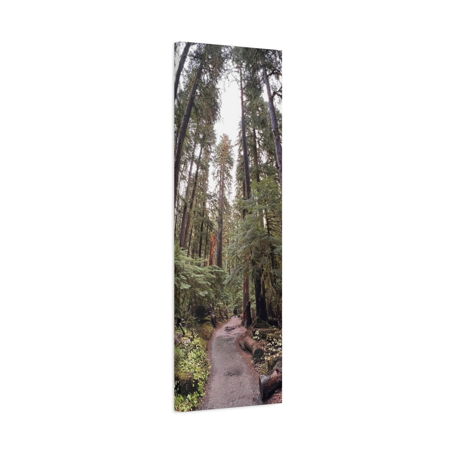 Sol Duc Forest | Wall Art