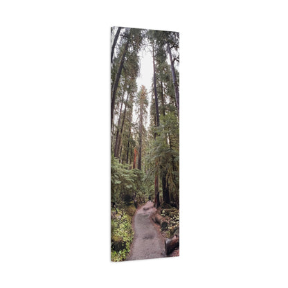 Sol Duc Forest | Wall Art