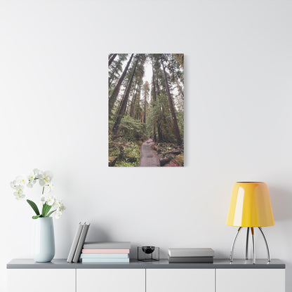 Sol Duc Forest | Wall Art