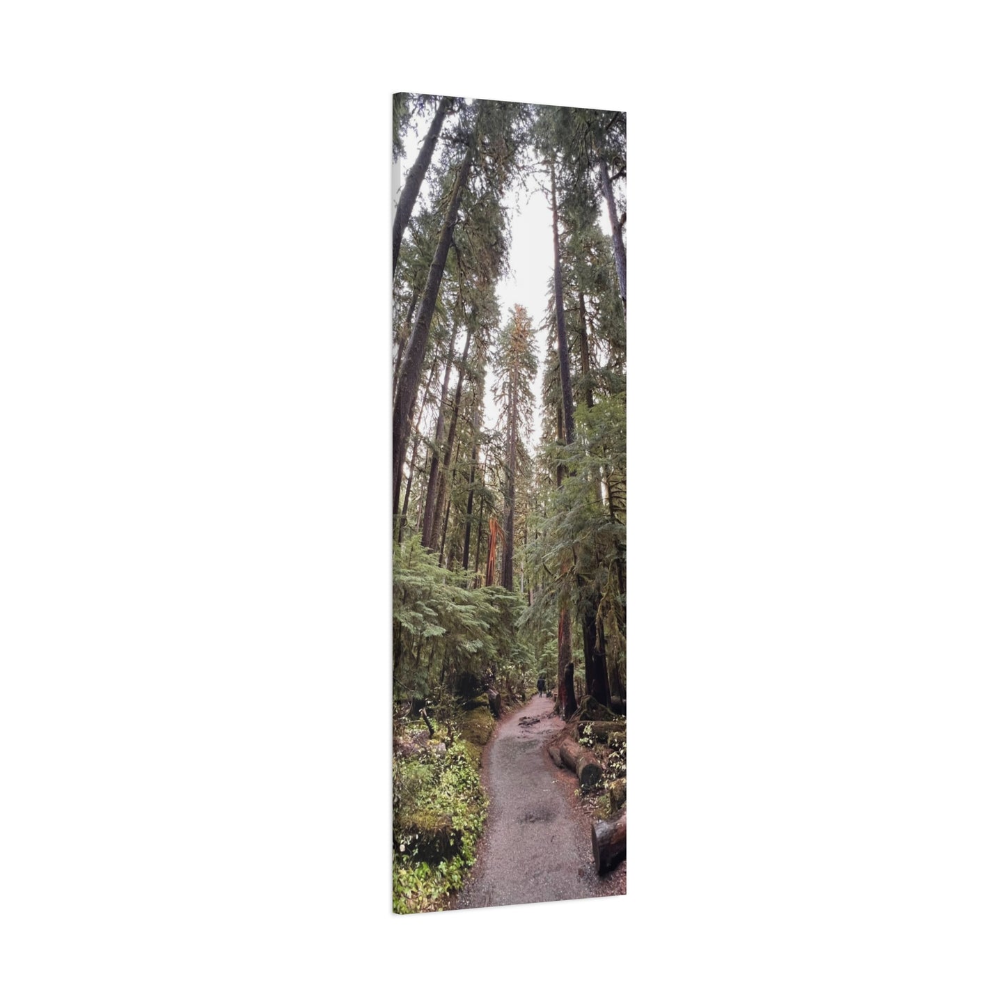 Sol Duc Forest | Wall Art