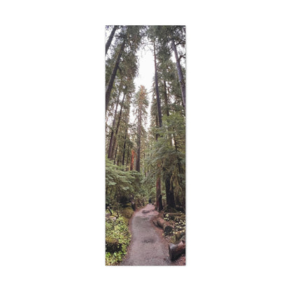 Sol Duc Forest | Wall Art